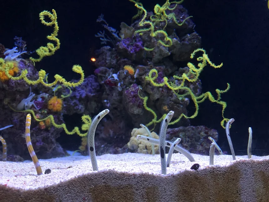Eel