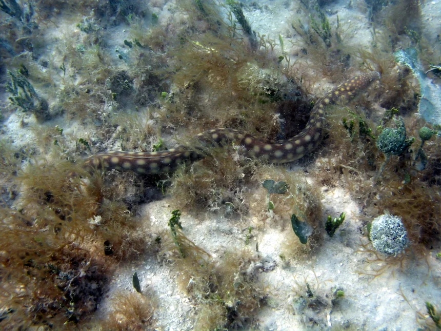 Eel