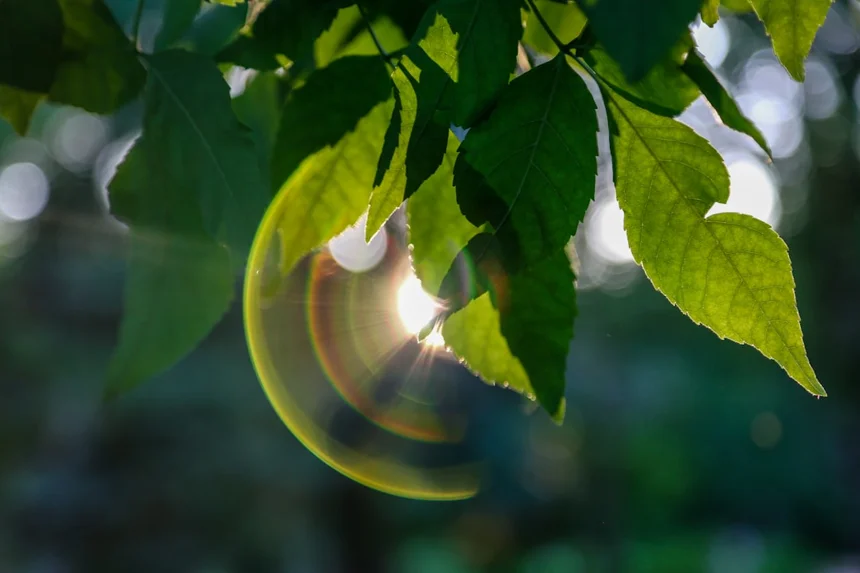 Lens