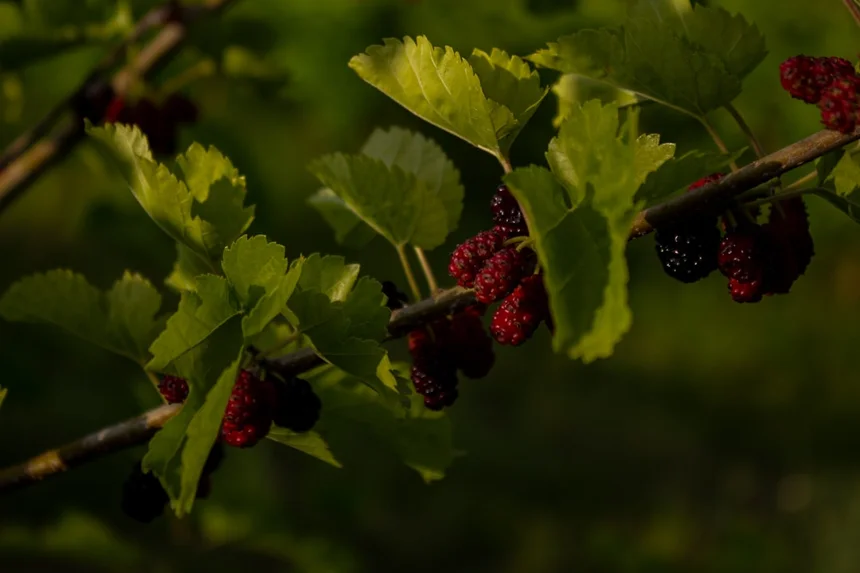 Mulberry leaf