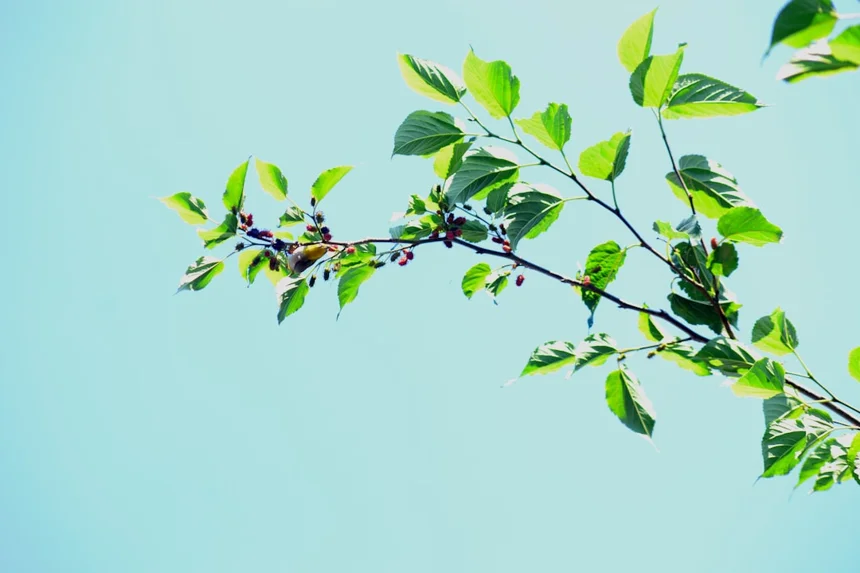 Mulberry