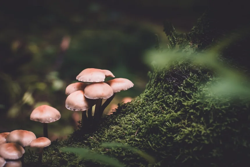 Mushroom