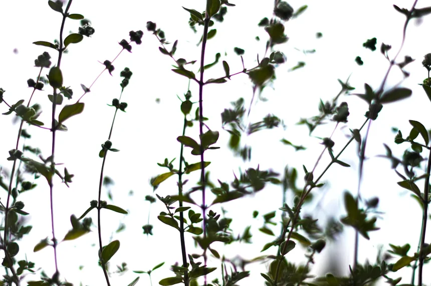 Oregano