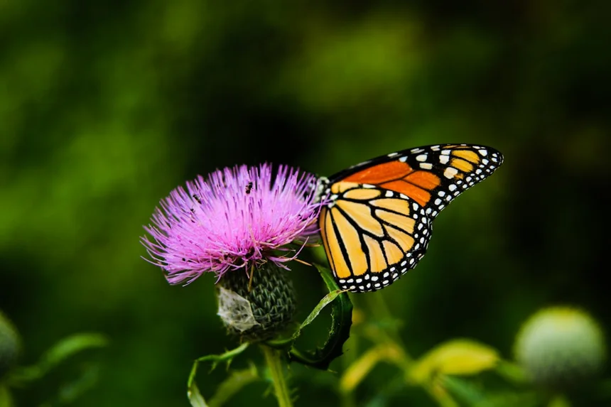 Thistle