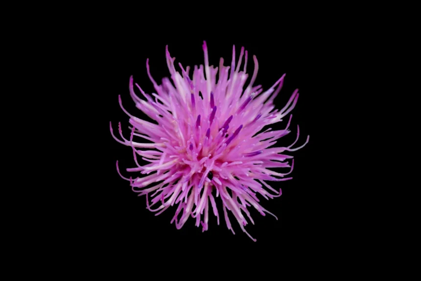 Thistle
