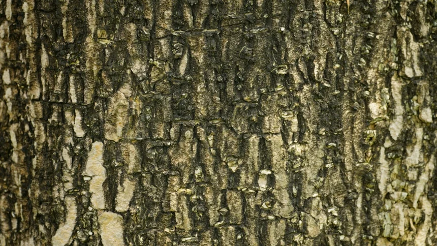 Agarwood