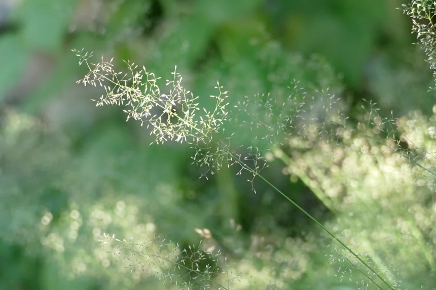 Allergy