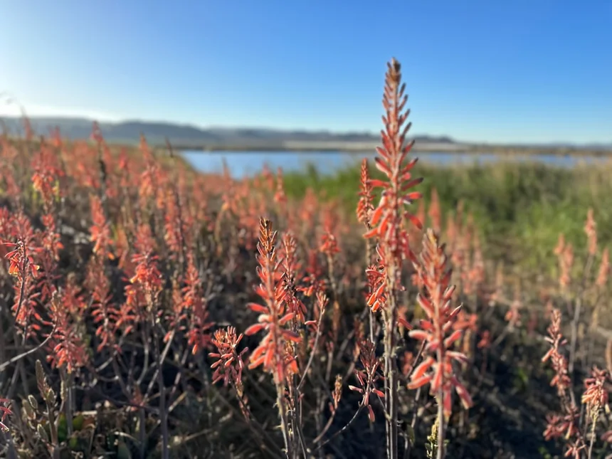 Aloe.