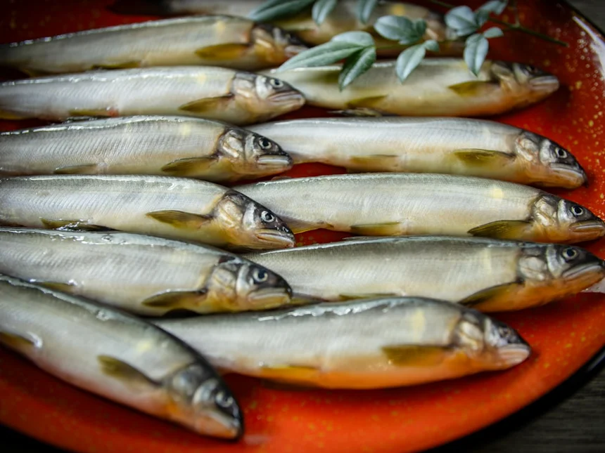 Anchovy