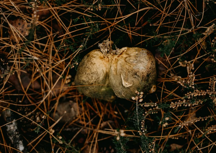 Anthelmintic
