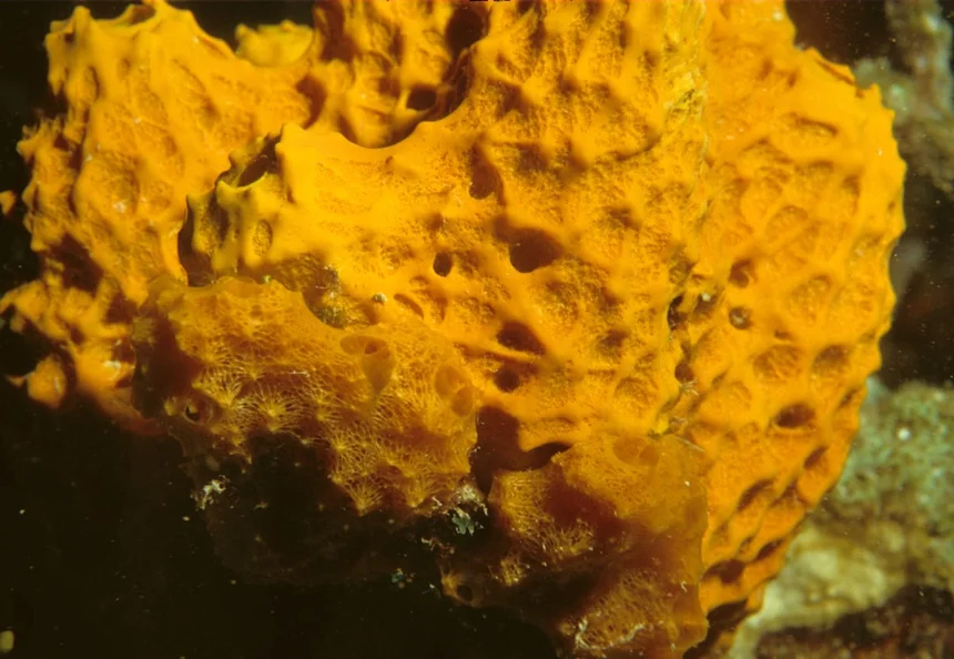 Anthelmintic