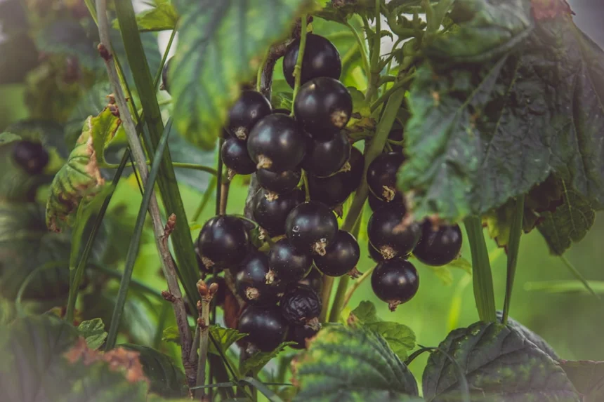 Antioxidants
