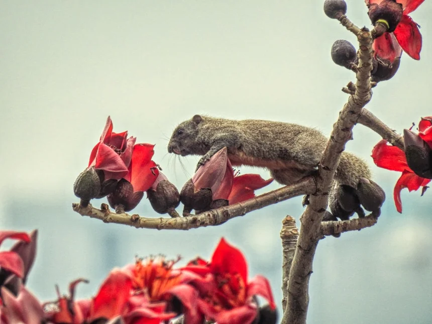 Appetite