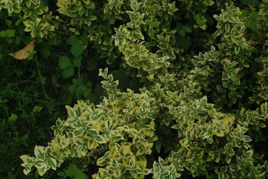 Astragalus