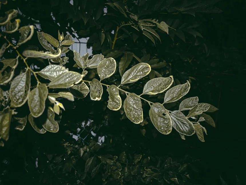 Astragalus