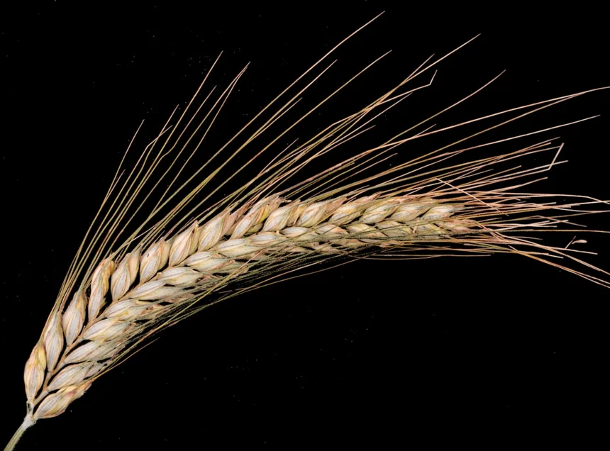 Barley