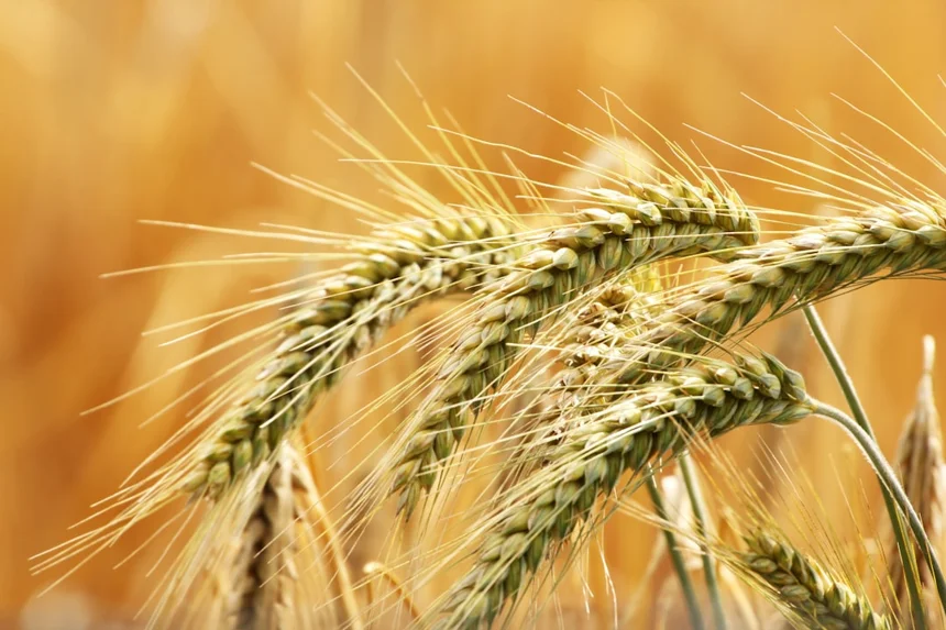 Barley