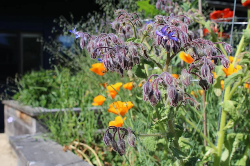 Borage