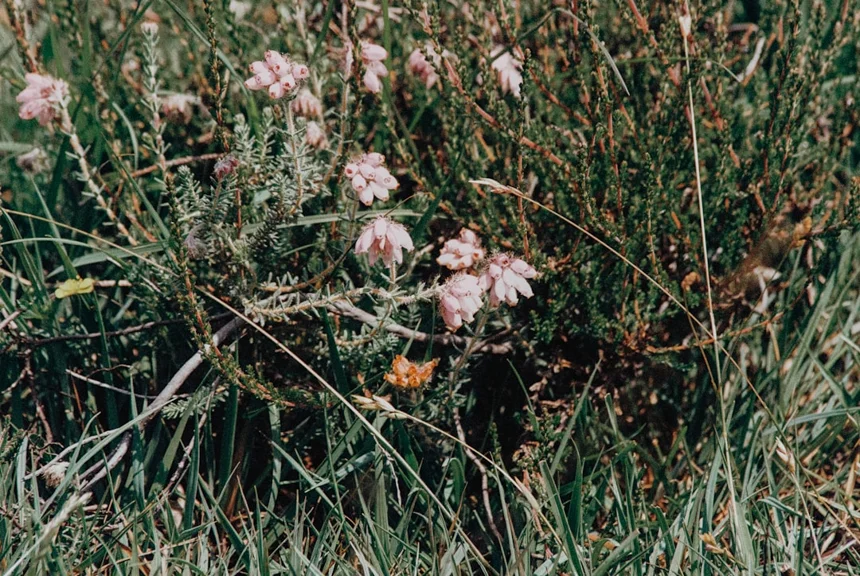 Boswellia