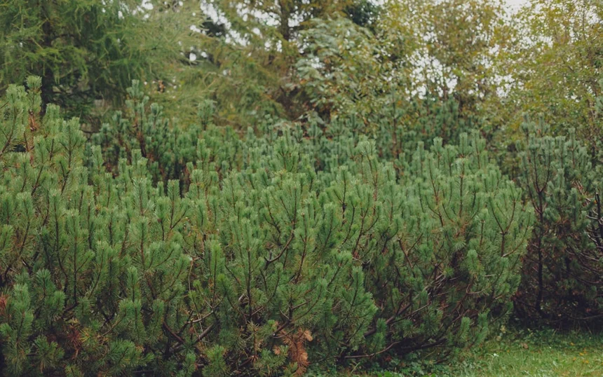Boswellia