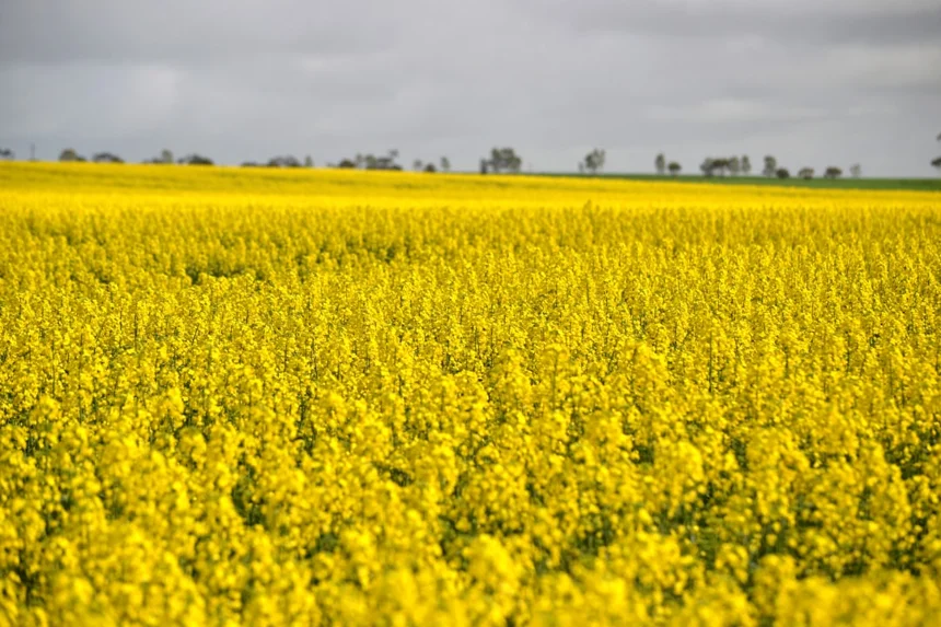 Canola