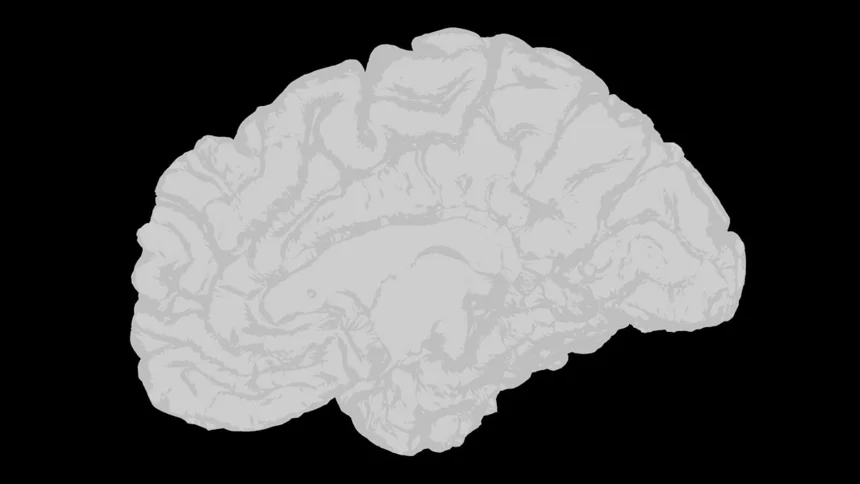 Cerebral