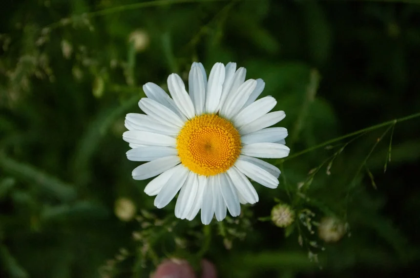 Chamomile