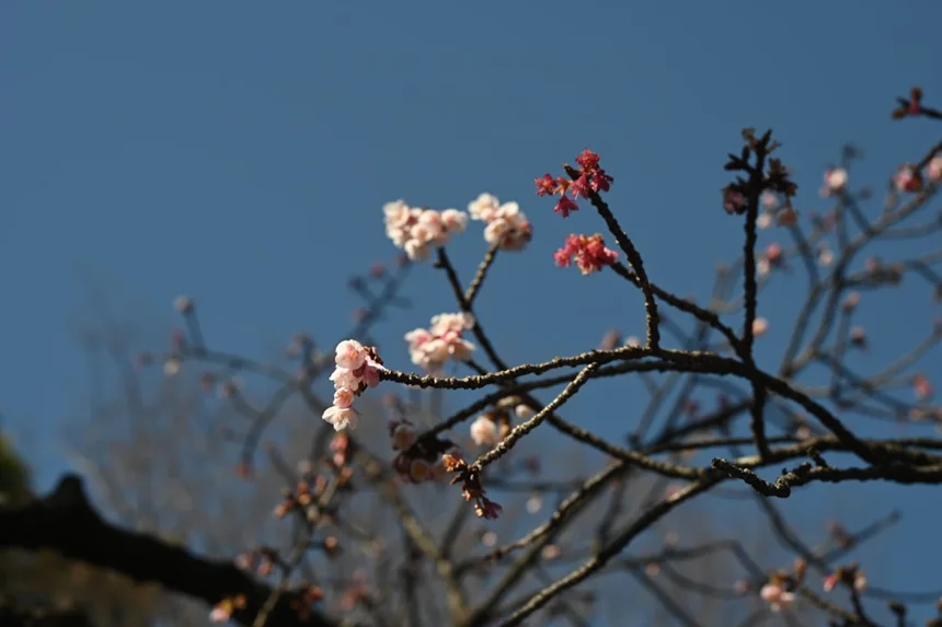 Cherry blossom.