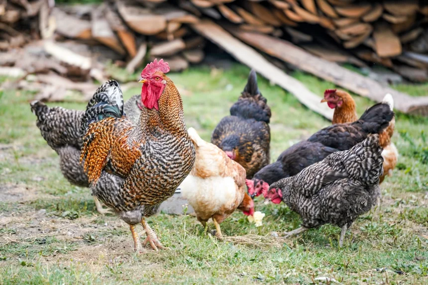 Chicken