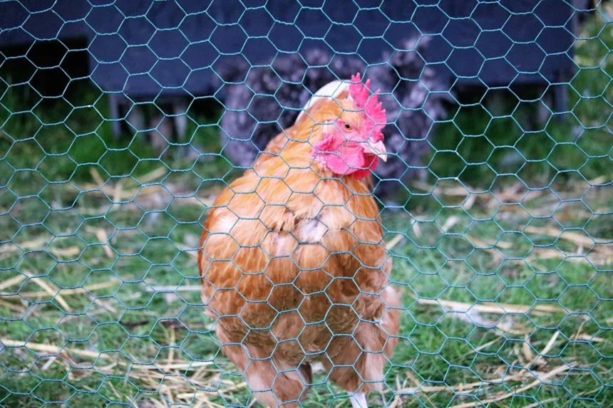 Chickenpox