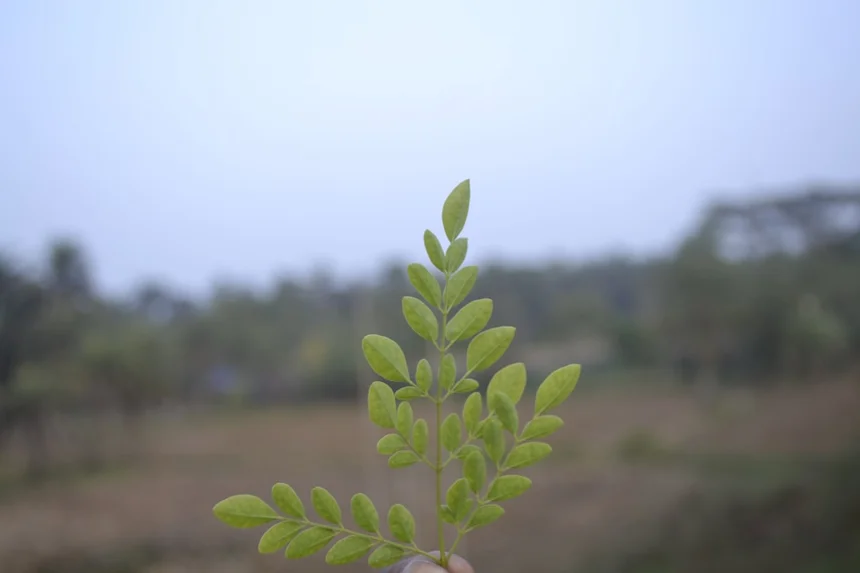 Chlorella