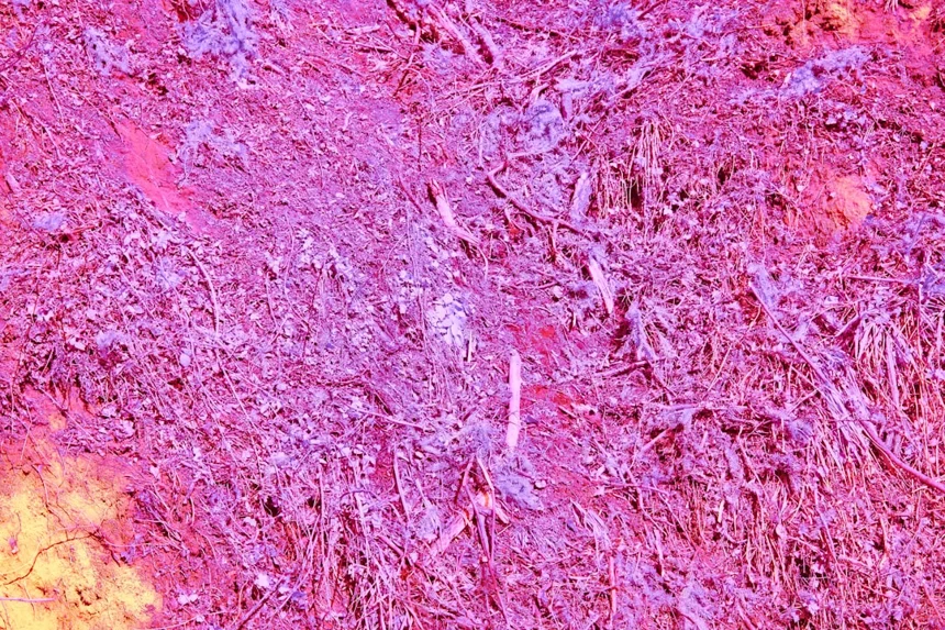 Collagen