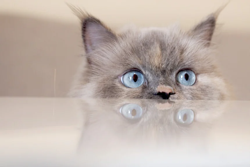 Concentration.