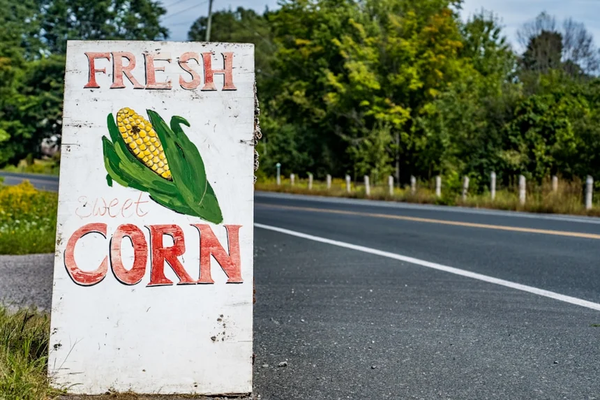 Corn.