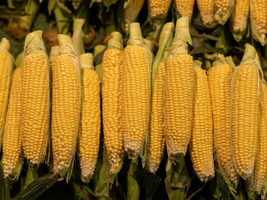 Corn