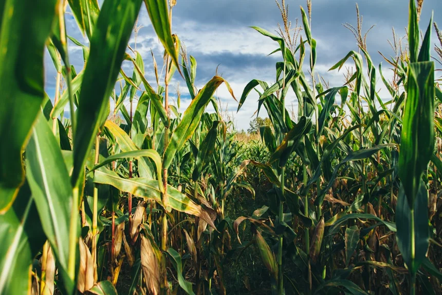 Corn
