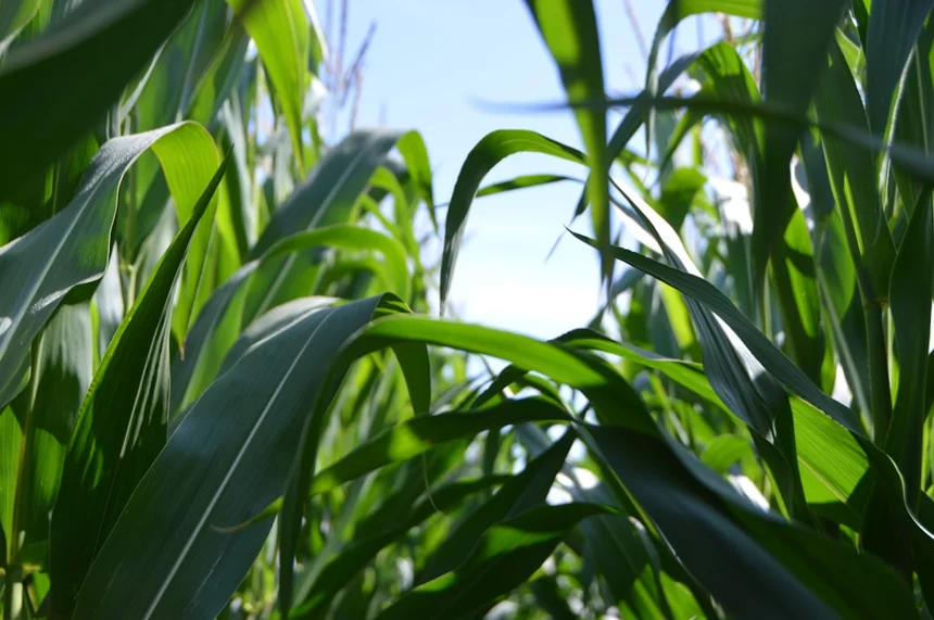 Corn