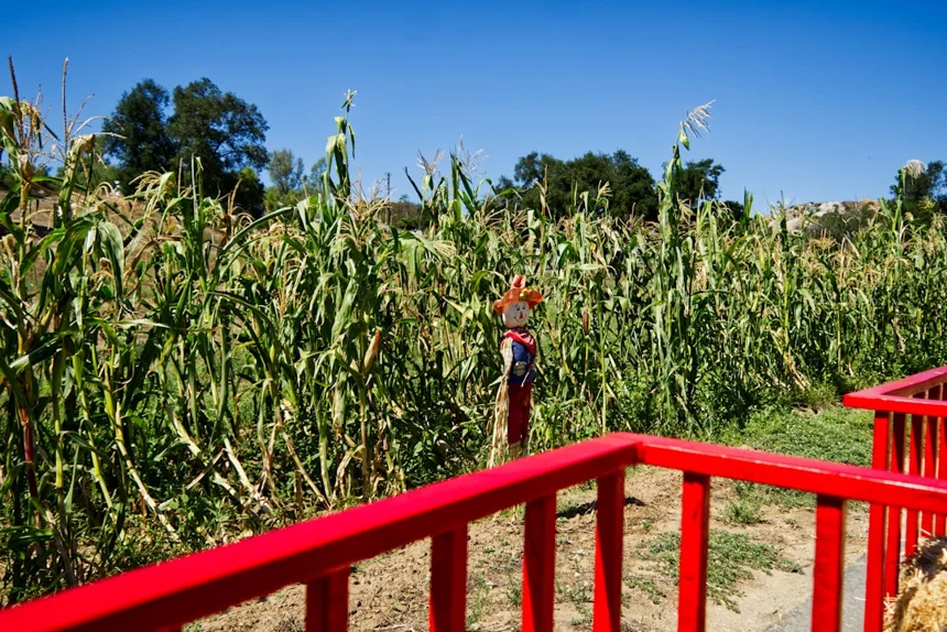 Cornstalk