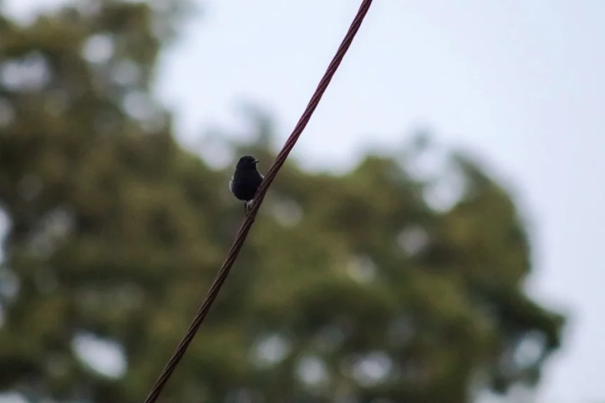 Earlobe