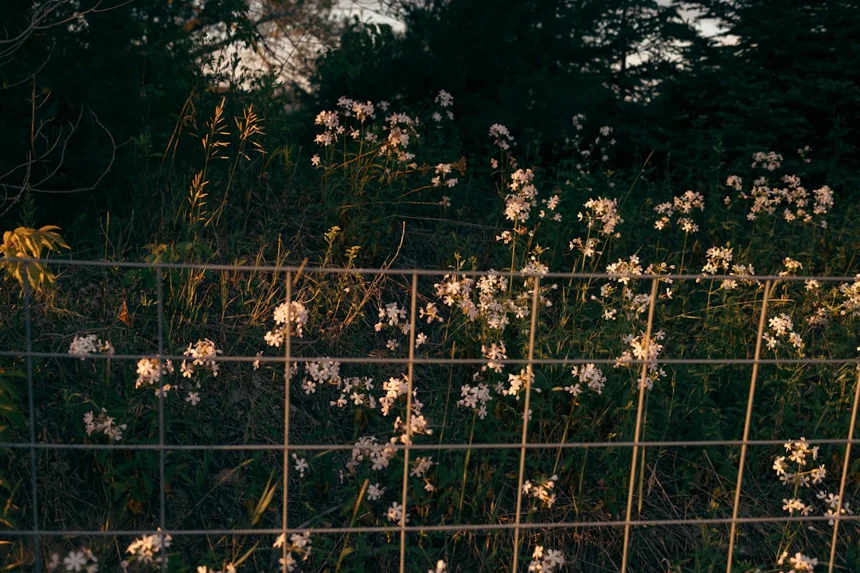 Evening Primrose