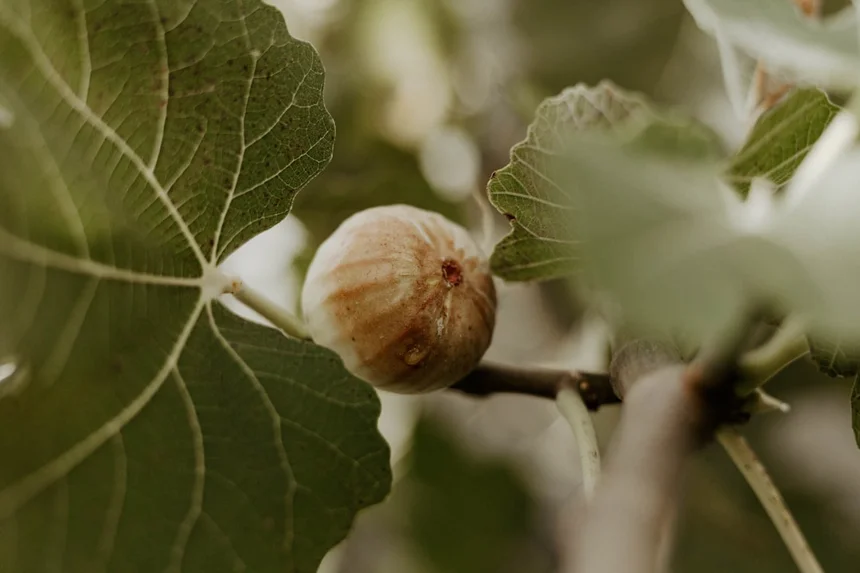 Fig