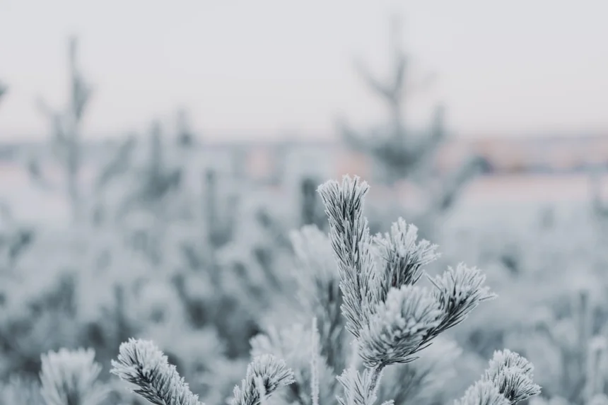 Frostbite