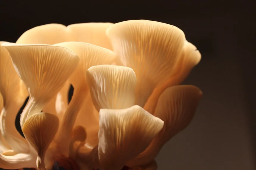 Fungus