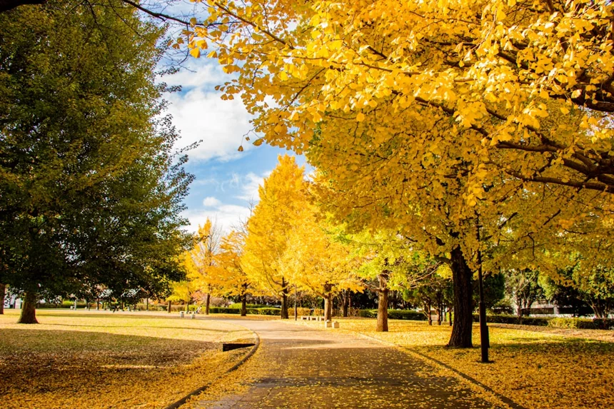 Ginkgo