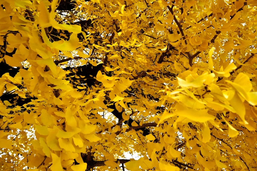Ginkgo