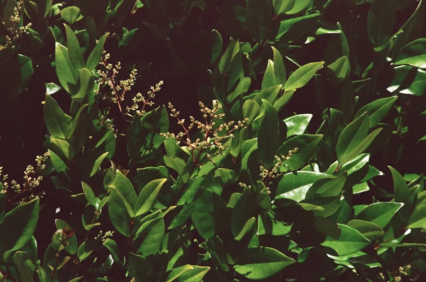 Ginseng