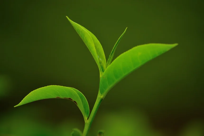 Green tea