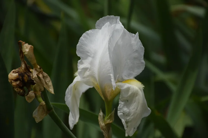 Irisitis