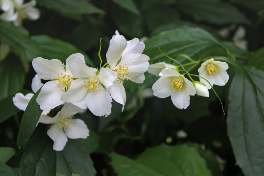 Jasmine