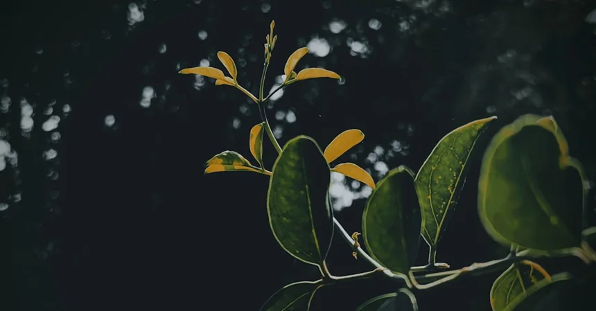 Kakadu Plum